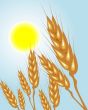 wheat ears