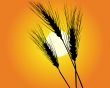 Wheat ears
