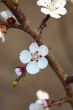branch of a flowering apricot