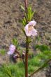 branch with blooming peach
