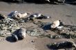 Baby and Mama Seals