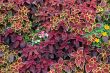 Design  of Flowers