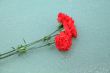 Three Red Carnations On Ice