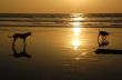 Two Dogs at Sunset