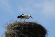 Stork in the Nest