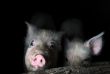 Two Young Pigs in the Pen