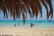 Palm beach and sea