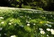 spring, abstract, leaf, flowers , field