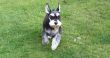 miniature schnauzer