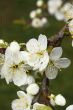 white blossom on a plum tree 