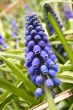 muscari