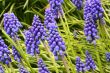muscari