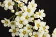 Spirea