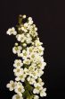 Spirea
