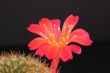 a bright red cactus flower