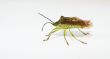 shield bug