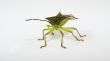 shield bug