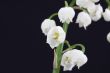 lily of the valley convallaria majalis