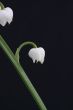 lily of the valley convallaria majalis