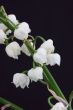 lily of the valley convallaria majalis