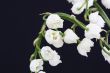 lily of the valley convallaria majalis
