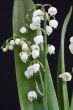 lily of the valley convallaria majalis