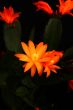 orange cactus flower on a dark background