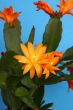 orange cactus flower 
