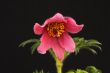 pink pasque flower Pulsatilla