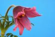 pink pasque flower Pulsatilla 