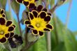 primula gold laced