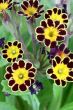 primula gold laced 