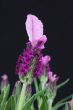 Lavandula Stoechas Lavendar 