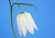 Fritillaria meleagris white