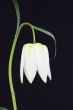 fritllaria meleagris or snake`s head fritillaria 