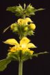 Yellow dead nettle  Lamium