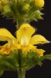 yellow dead nettle Lamium