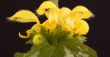 Yellow dead nettle Lamium