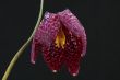Fritillaria flower