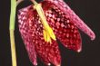 A fritillaria flower