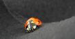 Ladybird