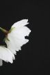 White prunus Shirotae blossom