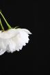 White prunus Shirotae blossom 