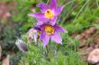 purple pasque flower