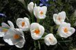  Blooming white crocus.