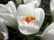  Blooming white crocus. 