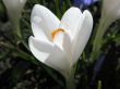  Blooming white crocus.