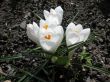  Blooming white crocus.