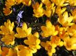  Blooming  yellow  crocus. 