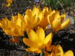  Blooming  yellow  crocus.